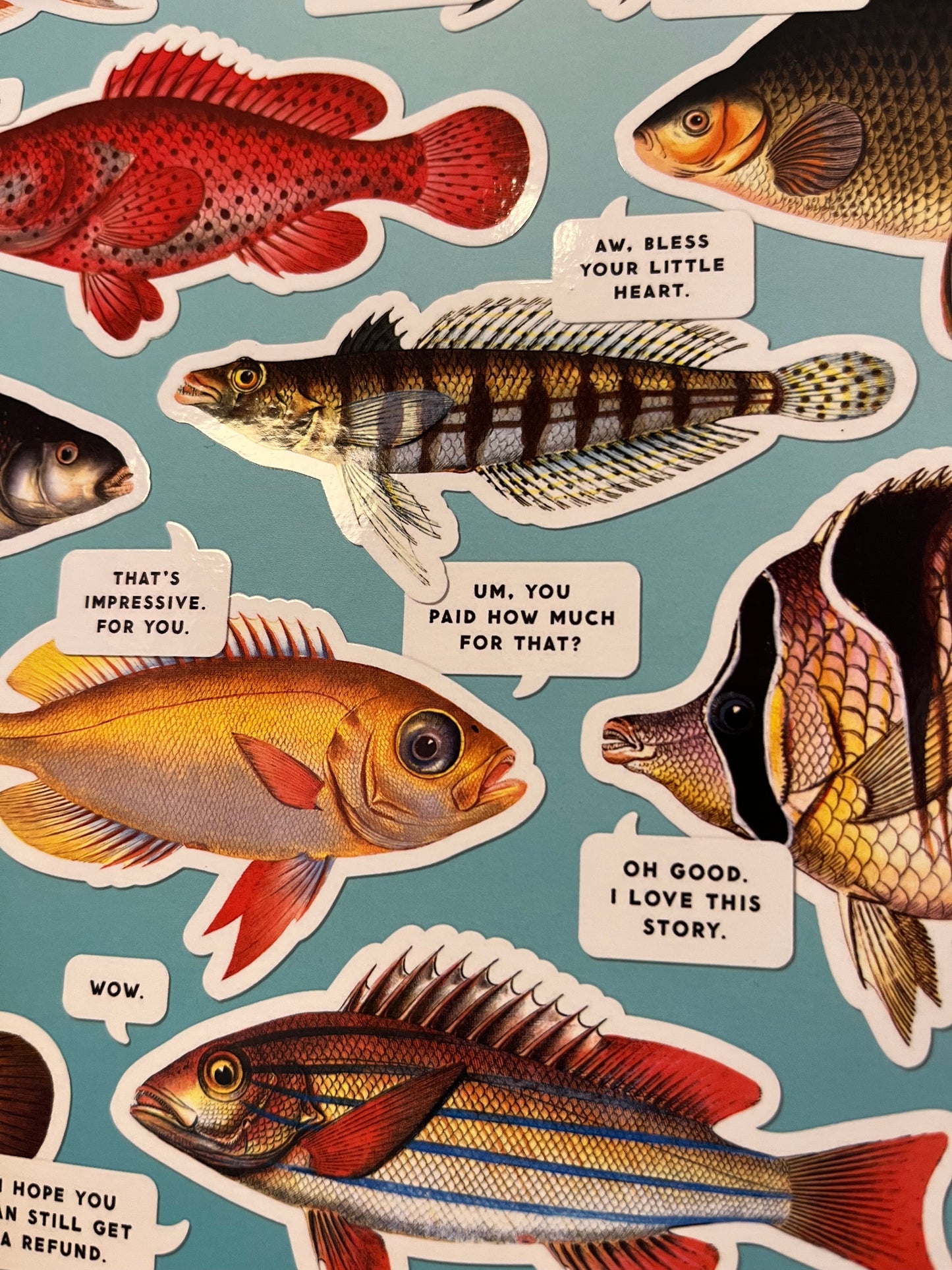 Judgy Fish Puzzle